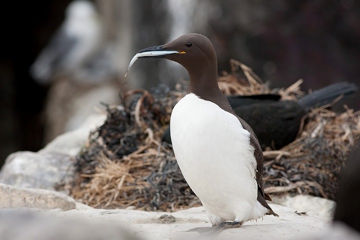 Gryllteiste Cepphus grylle Black Guillemot